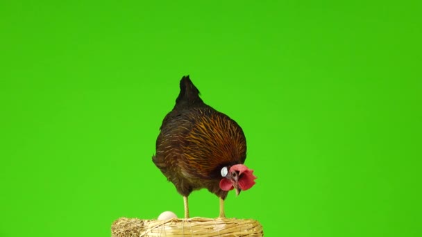 巣の近くで 緑色の画面で隔離された卵を持つ鶏 — ストック動画