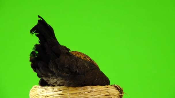 Κάμερα Περιστρέφεται Γύρω Από Κοτόπουλο Στη Φωλιά Απομονωμένη Πράσινη Οθόνη — Αρχείο Βίντεο