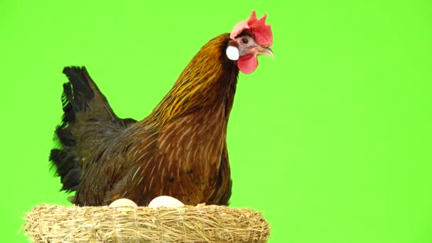Курка Біля Гнізда Яйцями Ізольовані Зеленому Екрані — стокове відео