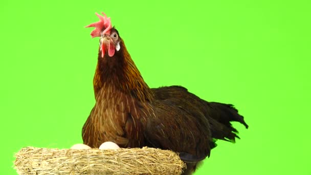 Chicken Cleaning Its Nest Isolated Green Screen — Stock Video