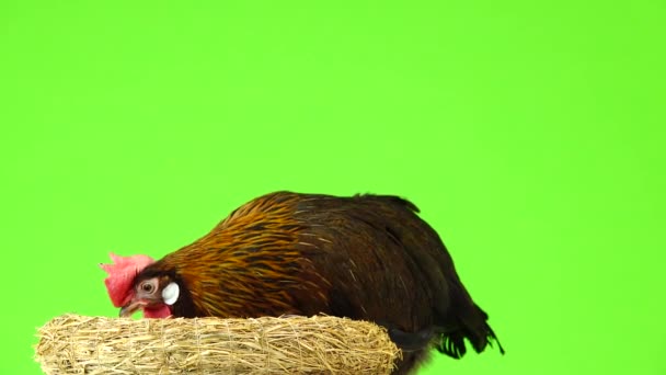 Kip Bij Het Schoonmaken Van Zijn Nest Geïsoleerd Groen Scherm — Stockvideo
