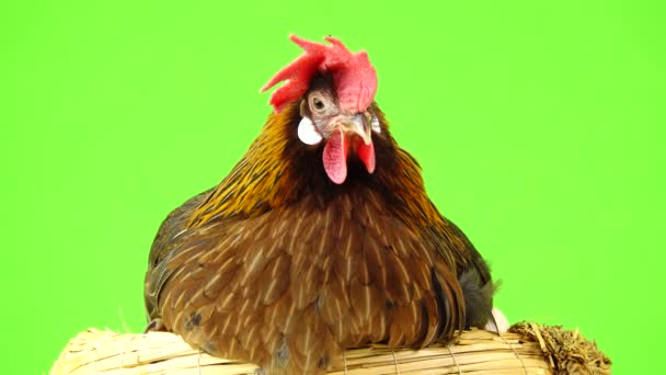 Cluck Ayam Italia Ayam Ayam Ayam Ayam Ayam Ayam Duduk — Stok Video