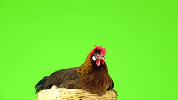 Κακαμένη Ιταλική Κότα Πέρδικα Που Κάθεται Μια Φωλιά Απομονωμένη Πράσινη — Αρχείο Βίντεο