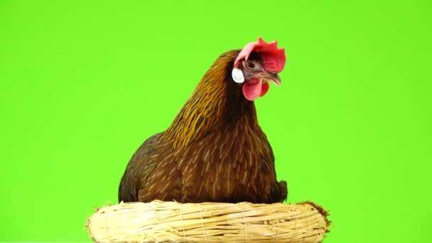 Cluck Italian Partridge Chicken Sitting Nest Isolated Green Screen — Stock Video