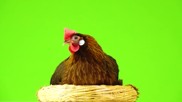 Cluck Italian Partridge Kyckling Sitter Ett Isolerat Grön Skärm — Stockvideo