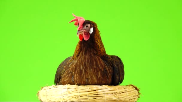 Cluck Talyan Keklik Tavuk Yeşil Ekranda Izole Bir Yuva Üzerinde — Stok video