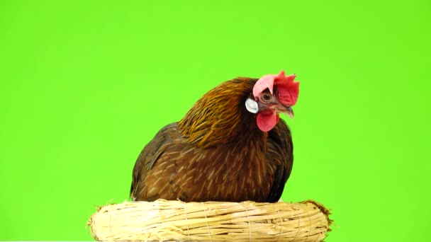 Yeşil Ekranda Izole Bir Yuva Üzerinde Oturan Talyan Keklik Tavuk — Stok video