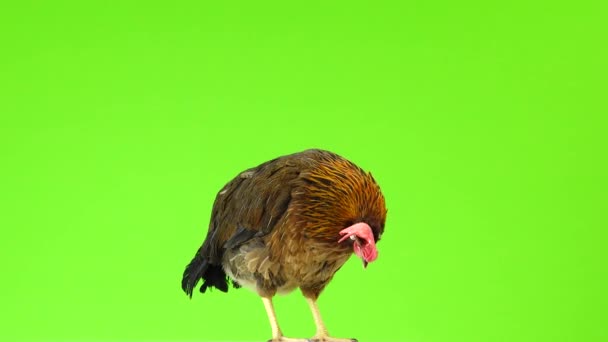 Ιταλικό Κοτόπουλο Της Πέρδικα Απομονώθηκε Στην Πράσινη Οθόνη Ήχου — Αρχείο Βίντεο
