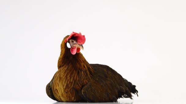 Włoski Kurczak Kuropatwa Białym Ekranie — Wideo stockowe