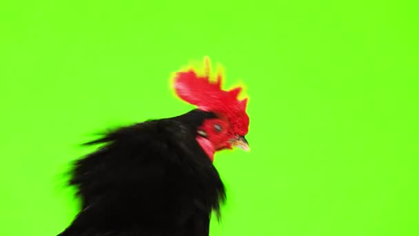 Portrait Black Yellow Feathers Cock Green Screen — Stock Video