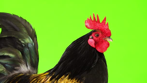 Portrait Black Yellow Feathers Cock Green Screen — Stock Video