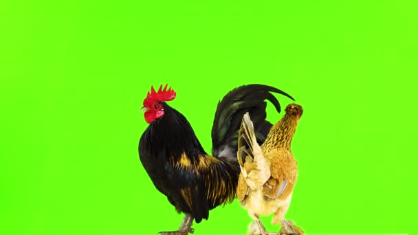 Negro Con Plumas Amarillas Gallo Pollo Una Pantalla Verde — Vídeo de stock