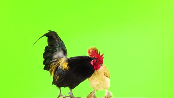 Black Yellow Feathers Rooster Chicken Rotate Camera Green Screen — Stock Video