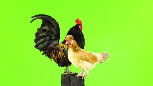 Svart Med Gula Fjädrar Tupp Och Kyckling Grön Skärm — Stockvideo
