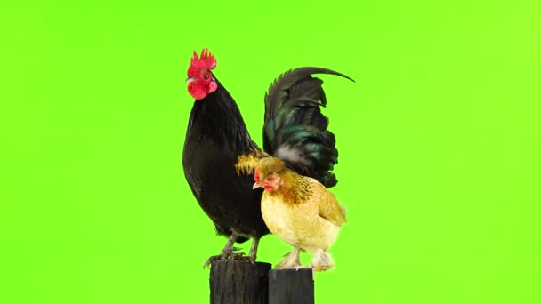 黑色与黄色羽毛公鸡和鸡沿着相机旋转在绿屏上 — 图库视频影像