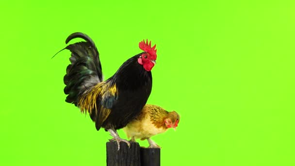 Black Yellow Feathers Rooster Chicken Rotate Camera Green Screen — Stock Video