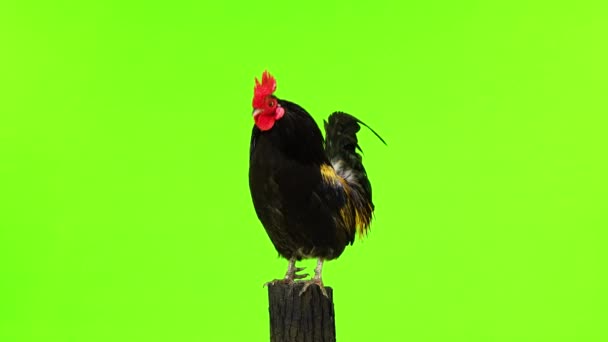 Black Yellow Feathers Cock Sings White Screen Sound — Stock Video