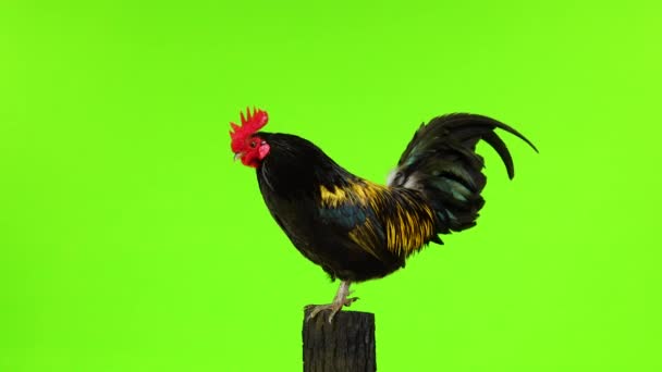 Black Yellow Feathers Cock Sings White Screen Sound — Stock Video