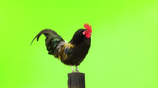 Black Yellow Feathers Cock Sings White Screen Sound — Stock Video