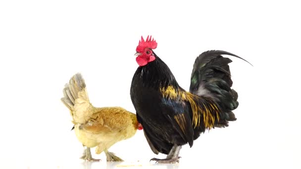 Black Yellow Feathers Rooster Caring Chicken White Screen — Stock Video