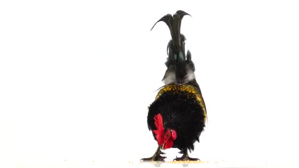 Black Yellow Feathers Rooster Pecks Grain White Screen Sound — Stock Video