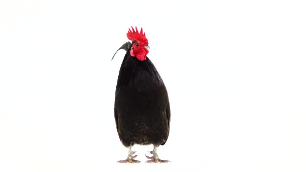 Negro Con Plumas Amarillas Gallo Gira Largo Cámara Una Pantalla — Vídeo de stock