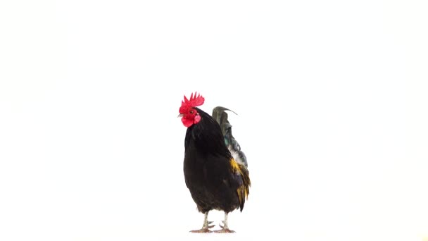 Μαύρο Κίτρινα Φτερά Κόκορας Λευκή Οθόνη — Αρχείο Βίντεο