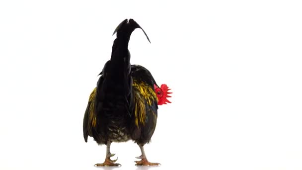 Black Yellow Feathers Rooster Rotates Camera White Screen — Stock Video