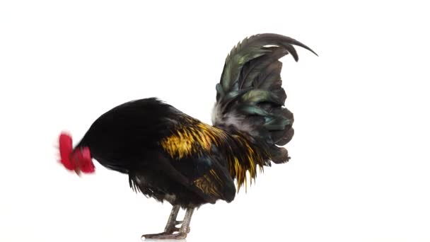 黄色い羽の雄鶏が白い画面上のカメラに沿って回転する黒 — ストック動画