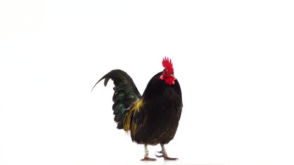 Μαύρο Κίτρινα Φτερά Κόκορας Τραγουδά Μια Λευκή Οθόνη Ήχου — Αρχείο Βίντεο