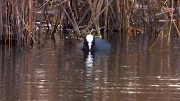 欧亚鳕子在湖上潜水寻找食物 — 图库视频影像