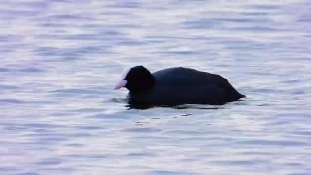 Coot Eurasiático Nadando Sobre Las Olas — Vídeos de Stock