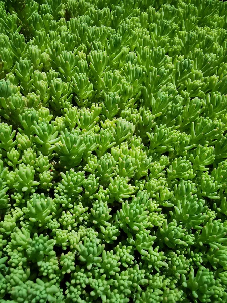 Planta texturizada a principios de primavera en el jardín —  Fotos de Stock