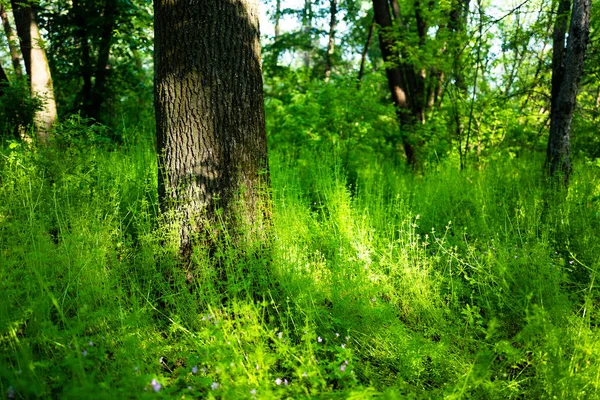Lente in de bos boomstammen — Stockfoto
