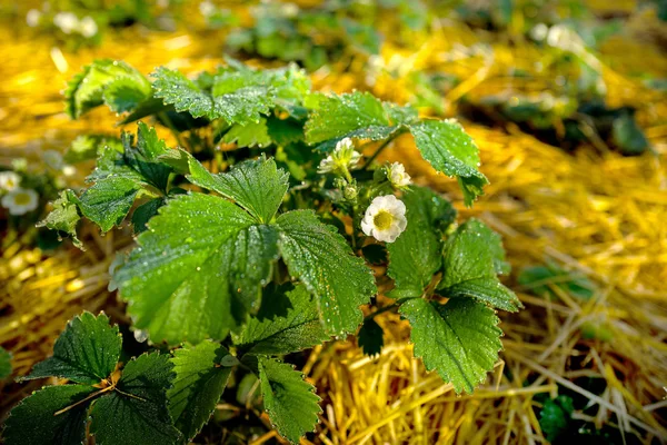 Strawberry bushes in dew after rain — Stock Photo, Image