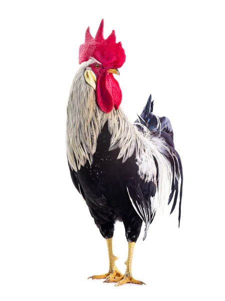 Gallo aislado — Foto de Stock