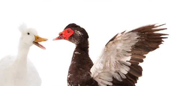 Porträtt anka och Cairina moschata anka stor choklad hane — Stockfoto