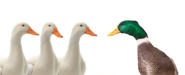 Porträts Enten isoliert auf weiß — Stockfoto