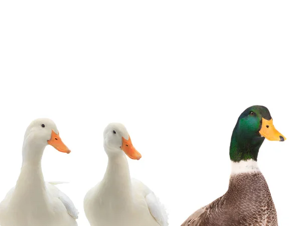 Retrato tres patos aislados en blanco —  Fotos de Stock