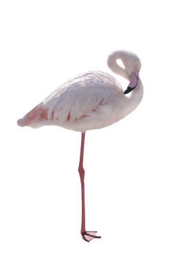 pembe flamingo üzerinde beyaz izole