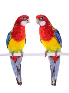 iki papağan Rosella papağan izole 