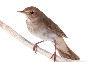 bülbül beyaz izole