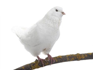 Beyaz Güvercin izole 