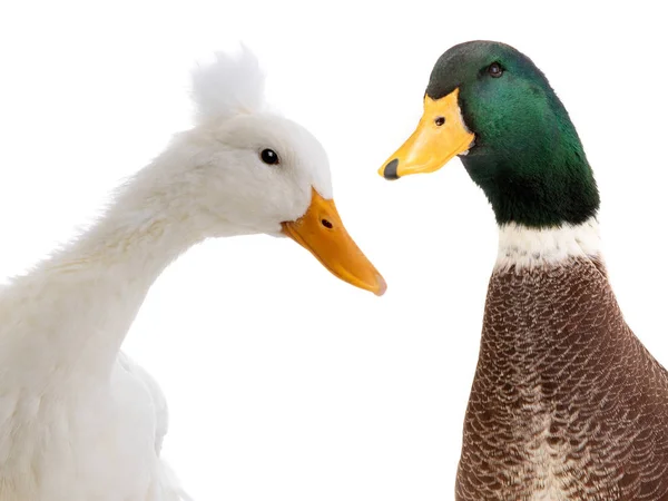 Portrait deux canards isolés sur blanc — Photo