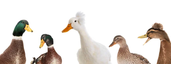 Portret pięć kaczek na białym tle — Zdjęcie stockowe
