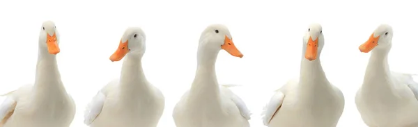 Portret pięć kaczek na białym tle — Zdjęcie stockowe