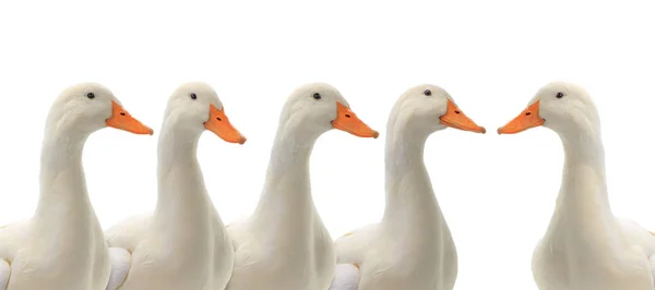 Porträt fünf Enten isoliert auf weiß — Stockfoto
