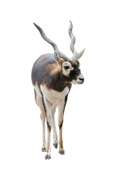 Antylopa (antilope cervicapra) na białym tle — Zdjęcie stockowe