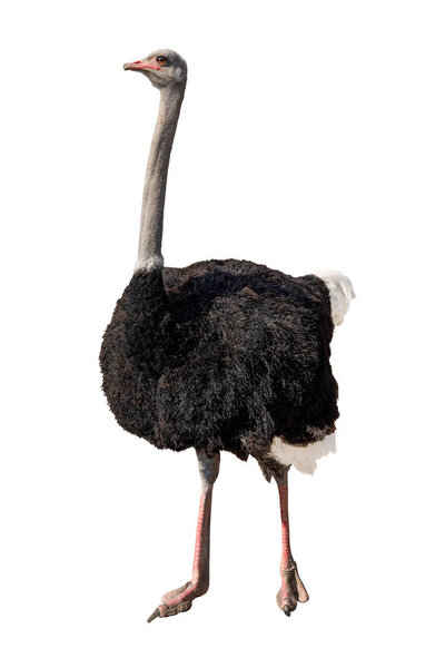 african ostrich isolated on white