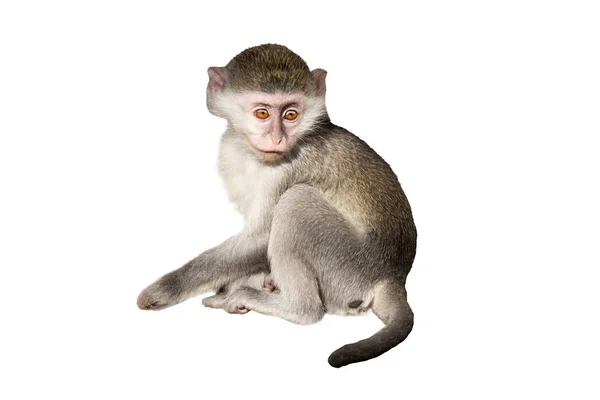 Zelená opice izolovaná — Stock fotografie